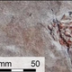 Imagen para el artículo titulado Este fósil de hace 200 millones de años muestra a un calamar devorando a su presa
